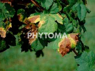 Necrosis marginal y marchitamiento provocado por Xylella fastidiosa en vid